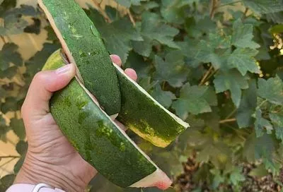 Бабушка руки оторвет: почему опытные садоводы никому не дают выбрасывать арбузные корки 