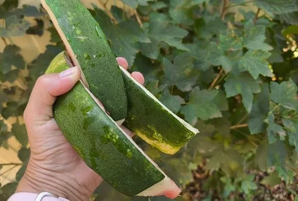 Бабушка руки оторвет: почему опытные садоводы никому не дают выбрасывать арбузные корки 