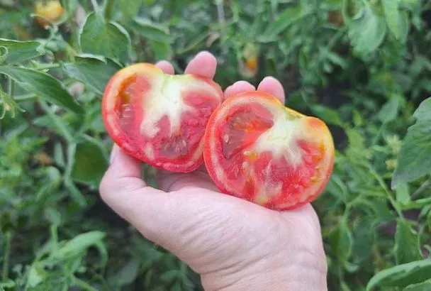 Жилистый помидор: главная причина того, что внутри плодов образуются жесткие волокна