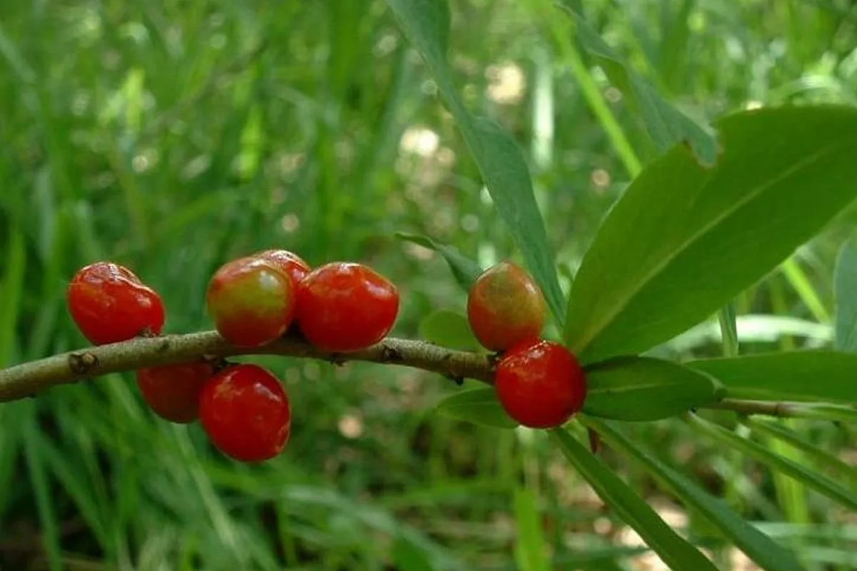 Волчье лыко Волчье лыко