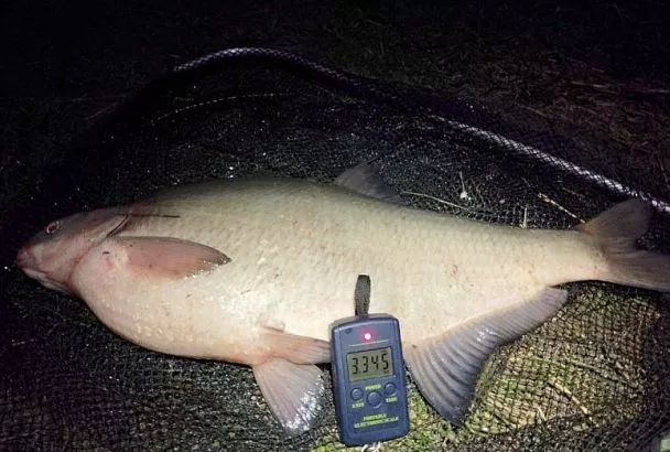 Ловля матерого леща перед нерестом — 2 капли, и новый трофей рвет леску 