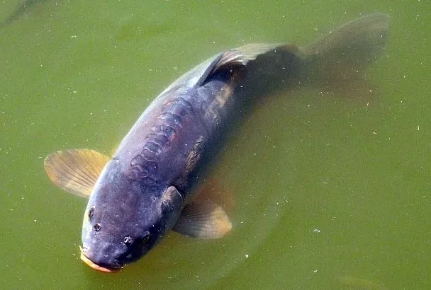 Когда ловится дикий карп: по Луне или погоде? Верная примета от классика русской рыбалки