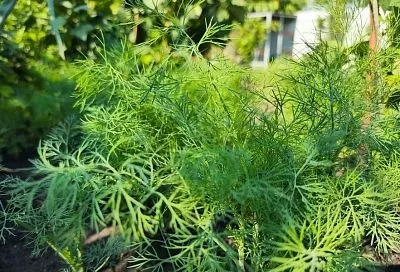 Тля на укропе: как избавиться от вредителя, чтобы потом спокойно есть эту зелень