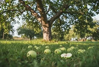 Яблоки опадают зелёными: основные причины и эффективные способы решения
