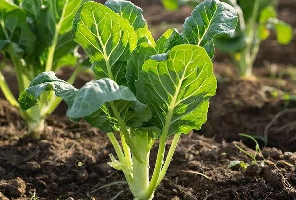 Зачем опытные огородники сеют в феврале? Секрет 5 культур, которые не терпят спешки