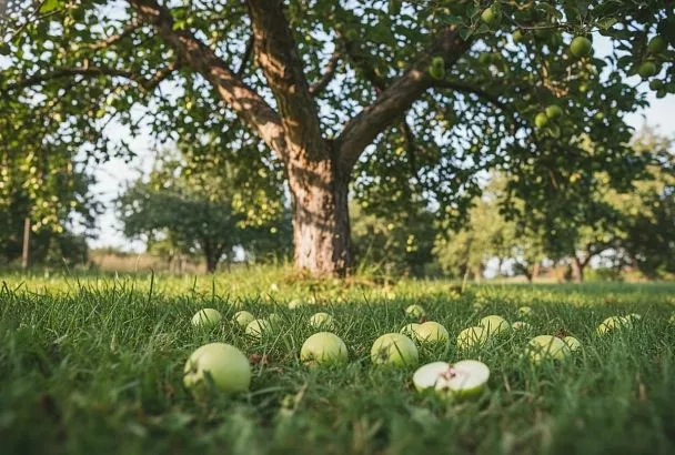 Яблоки опадают зелёными: основные причины и эффективные способы решения