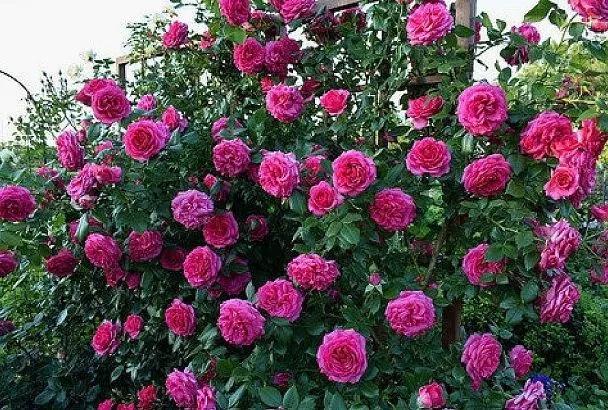 Ошибка, которая губит розы: почему нельзя сажать рядом вербейник и энотеру