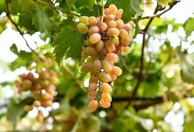 Чем обработать виноград перед укрытием на зиму: грибки и вредители этого не переживут