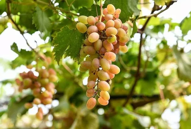 Чем обработать виноград перед укрытием на зиму: грибки и вредители этого не переживут