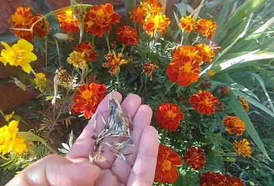 Вторая жизнь бархатцев: эти цветы принесут в саду большую пользу, даже когда увянут