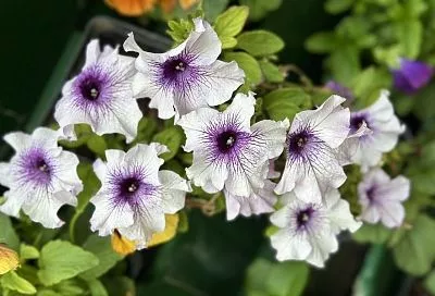 Сеем петунию по снегу: простая и эффективная технология для здоровой рассады ярких цветов 