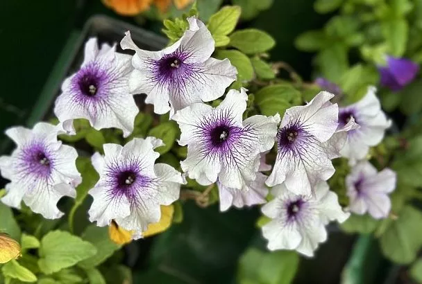 Сеем петунию по снегу: простая и эффективная технология для здоровой рассады ярких цветов 