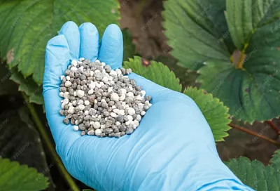 Суперфосфат ошибок не прощает: сосед не понимал, почему у него не работает это удобрение