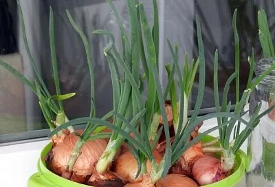 Сажаем лук на подоконнике так - и через 2 недели сочные, витаминные перья пучками