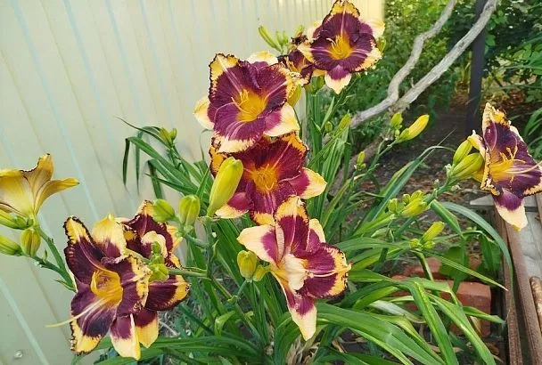 Если лилейник стал слишком большим: как рассадить и не ранить цветок