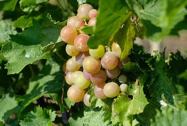 Вина Краснодарского края получили награды на международном конкурсе в Китае