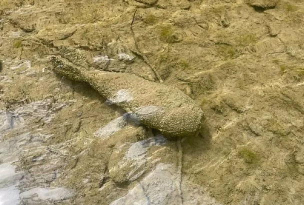 Туристы нашли минометную мину времен войны на берегу реки в Геленджике