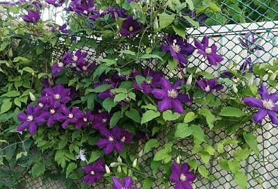 Двухразовое питание для клематиса: всего пара подкормок – и пышное цветение гарантировано