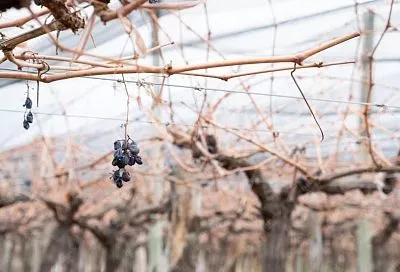 Укрываем винограда в «3 слоя»: как сохранить лозу даже в бесснежную зиму