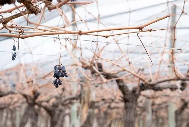 Укрываем винограда в «3 слоя»: как сохранить лозу даже в бесснежную зиму