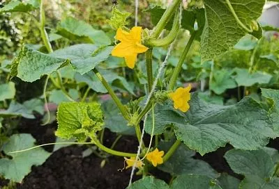 Июльская суперподкормка для огурцов: дрожжи и зола обеспечат взрывной рост