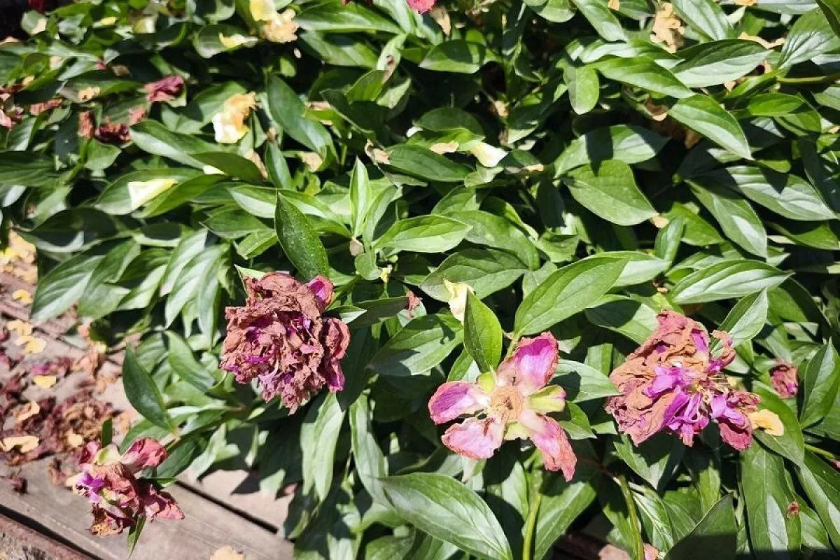 Когда отцветают пионы: что надо сделать, чтобы и в следующем году они пышно цвели