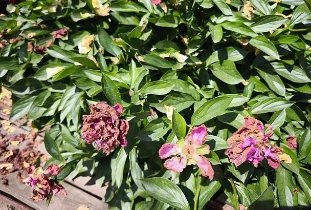 Когда отцветают пионы: что надо сделать, чтобы и в следующем году они пышно цвели