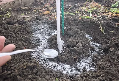 Подумал – весна, а это оттепель: этот препарат предотвратит несвоевременное раскрытие почек