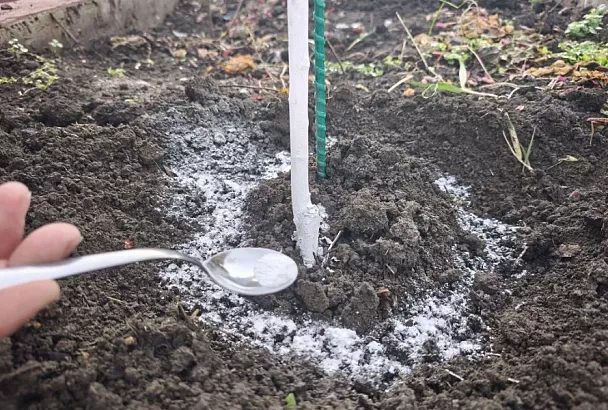 Подумал – весна, а это оттепель: этот препарат предотвратит несвоевременное раскрытие почек