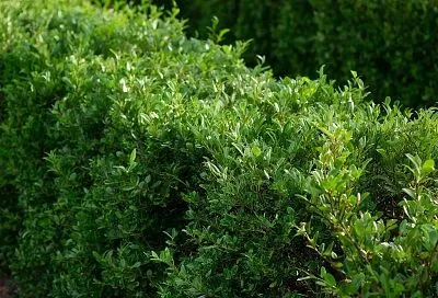 Соседи не поверили, что у меня вдоль забора растут самые простые растения. Цветы и кустарники, которые создают эффект профессионального ландшафта круглый год 