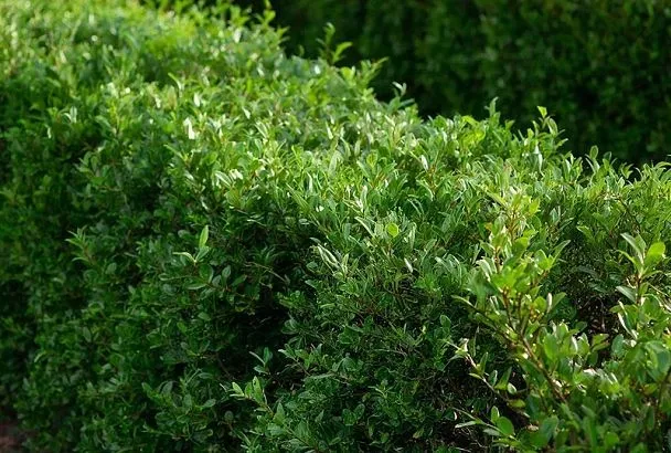 Соседи не поверили, что у меня вдоль забора растут самые простые растения. Цветы и кустарники, которые создают эффект профессионального ландшафта круглый год 