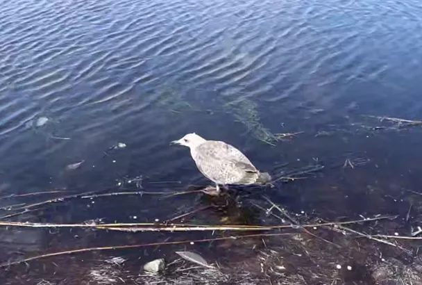 Шесть птиц из центра реабилитации пернатых в Анапе выпустили в естественную среду обитания