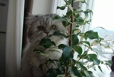 «Танец с бубнами» не понадобился: фикус Бенджамина перестал «хандрить» и лысеть, после того, как я перестала ему мучать своей любовью