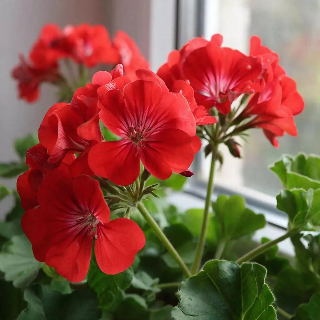 Герань не цветет? Значит нужна обрезка, маленький горшок и капля йода