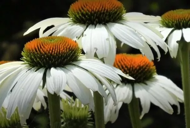 Как многолетники спасли мой сад от засухи: личный опыт и советы ботаника