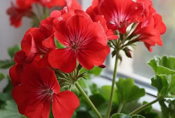 Герань не цветет? Значит нужна обрезка, маленький горшок и капля йода