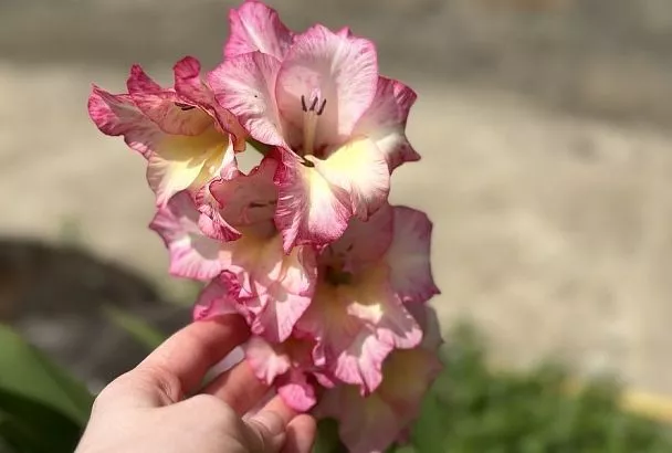 Потому что гладиолусы: подкормки по фазам роста для пышного цветения