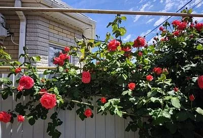 Сажайте розы на эту глубину, и обильное цветение растений в следующем году поразит всю округу