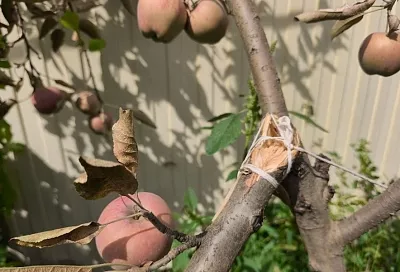 Это треш какой-то: лечить раны деревьев монтажной пеной придумали враги природы