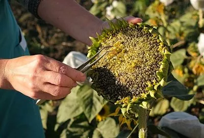 Кубанские ученые получили господдержку для внедрения новых технологий в АПК