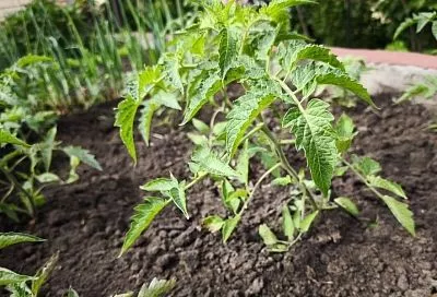 Жируют все: каким растениям, кроме томатов, противопоказан избыток азота