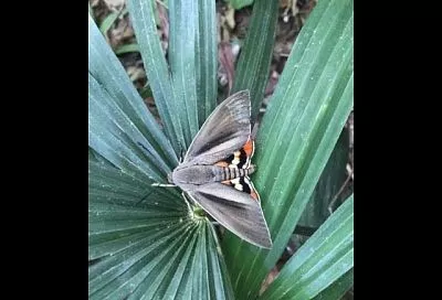 Сочинские пальмы вновь атакует бабочка бурильщик