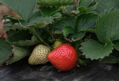 Голландский или японский: 2 метода, которые помогут сохранить клубнику без пересадки
