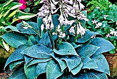 Домашняя хоста с нуля: все, что нужно знать начинающему цветоводу