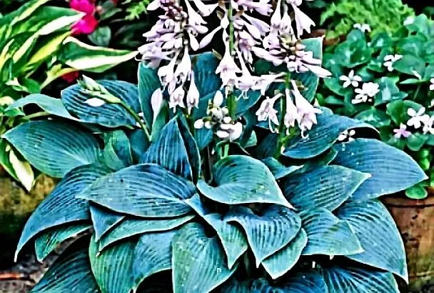 Домашняя хоста с нуля: все, что нужно знать начинающему цветоводу