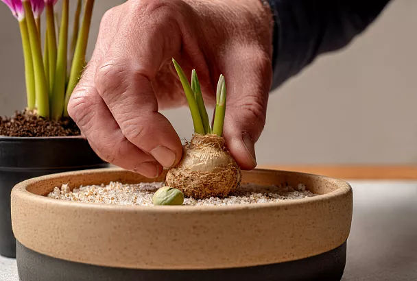 Цикламен заставляю цвести долго: ставлю в прохладу — и бутоны идут один за другим