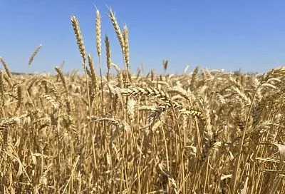 Для помощи аграриям по поручению губернатора в девяти районах края ввели краевой режим чрезвычайной ситуации из-за засухи