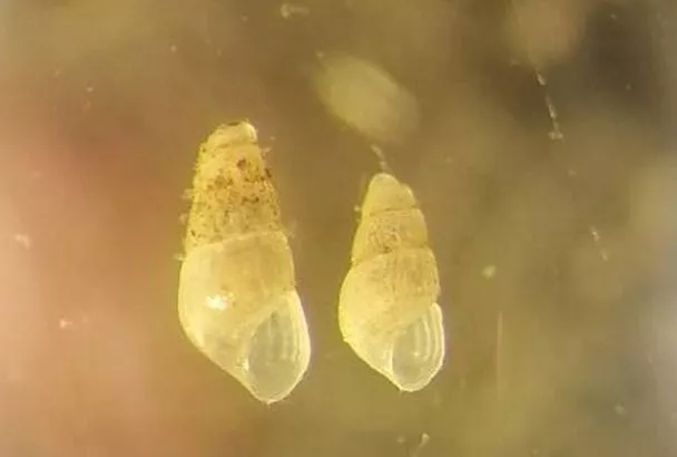 Брюхоногие моллюски из Средиземного и Черного морей расселяются в Азовском