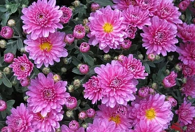 Не больше 4 лет на одном месте: что сделать летом, чтобы осенью хризантема пышно цвела