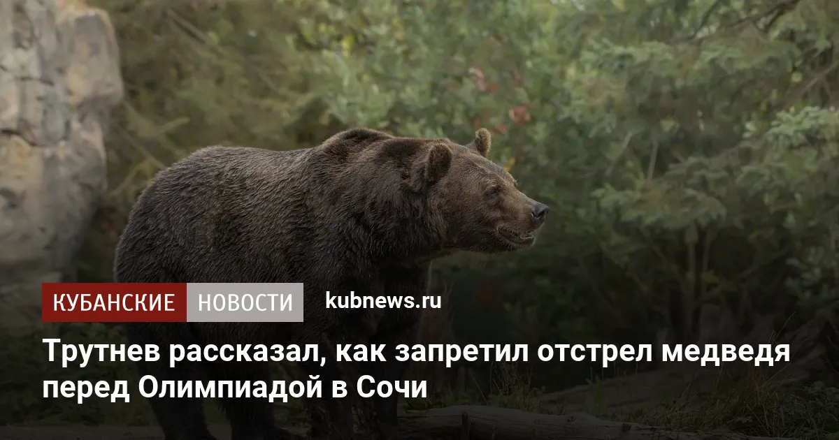 Трутнев рассказал, как запретил отстрел медведя перед Олимпиадой в Сочи